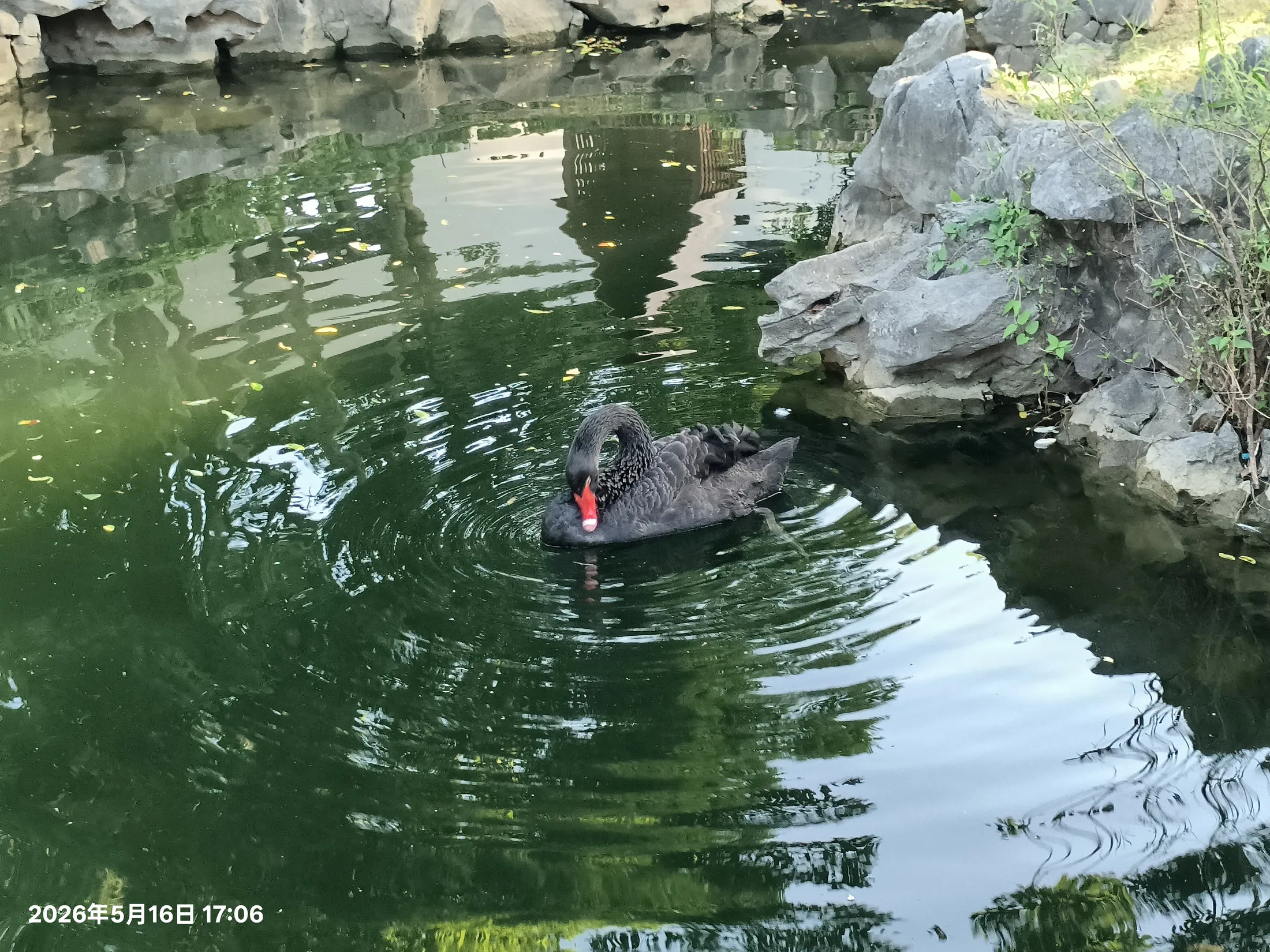 黑天鹅游过园林池水